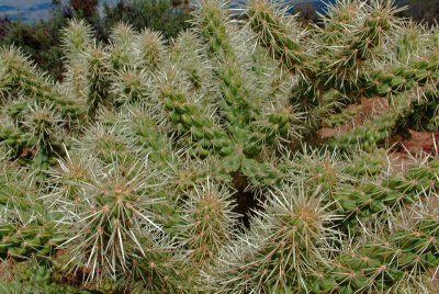 Jumping Cholla