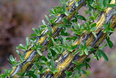 Ocotillo Leaves