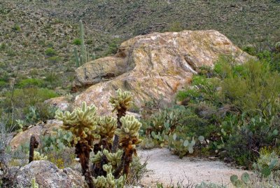 Rincon Mountain Foothills