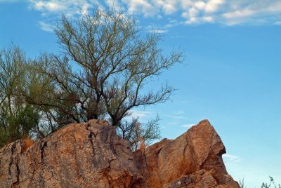 Palo Verde Skyline