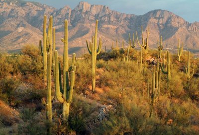 Saguaro in Sunset Light
