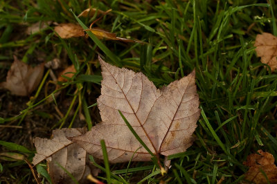 Leaves 1.jpg