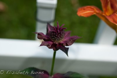 DSC_2472.jpg