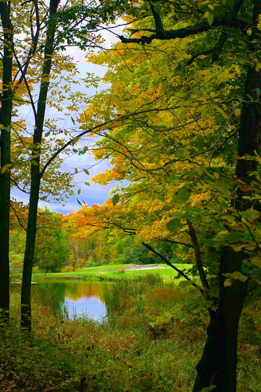 Vermont Foliage