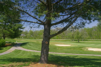 Approach to Hole #15