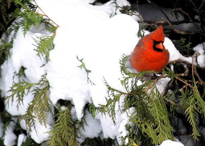 A Louisville Cardinal