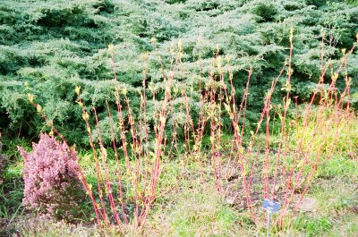Botanic Garden 12
