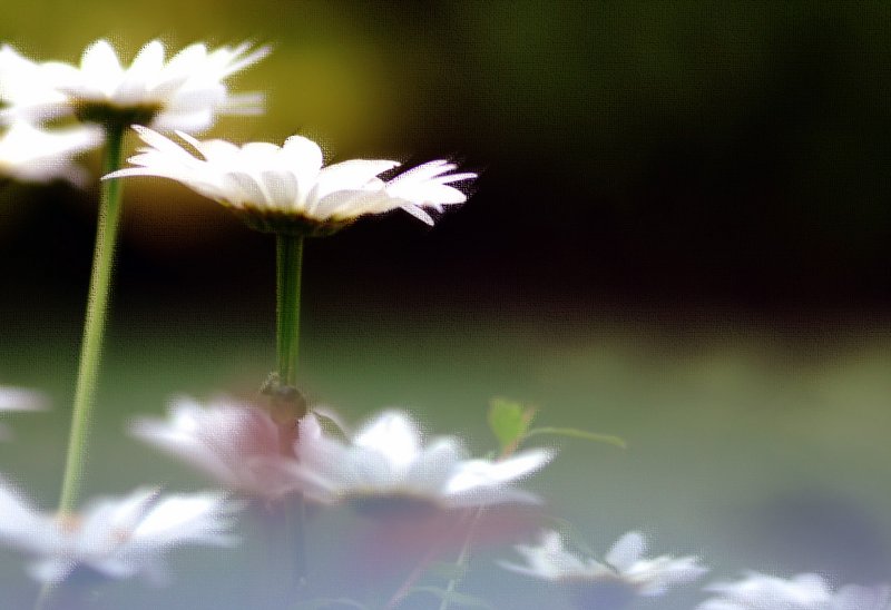 lcole des fleurs...