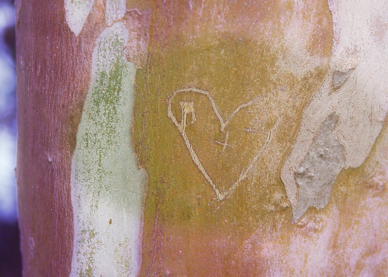 L'Amour est dans le bois...  par Stefano