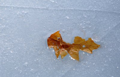 A single leaf...