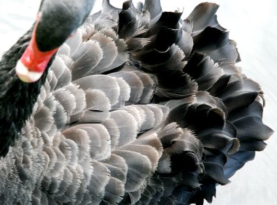 Cygnes noirs...