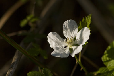 blackberry bloom 032008_6049.jpg