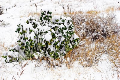 ChollaWinterDec08.jpg