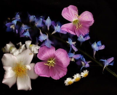 ExperimentalFlowers.jpg