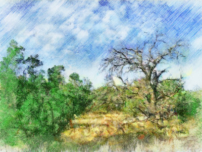 PhotographyBB_DeadPinon_Art.jpg