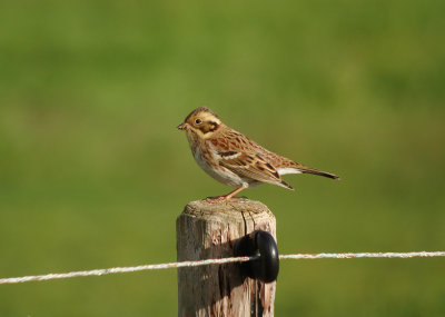 Bosgors / Rustic Bunting