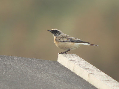 Bonte tapuit / Pied Wheatear