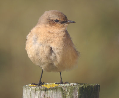 Tapuit / Common Wheatear