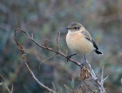 Aziatische Roodborsttapuit / Siberian Stonechat