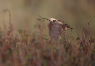 Aziatische Roodborsttapuit / Siberian Stonechat