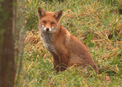 Vos / Red Fox
