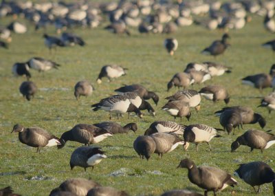 Rot- en Brandganzen / Brent and Barnacle Geese