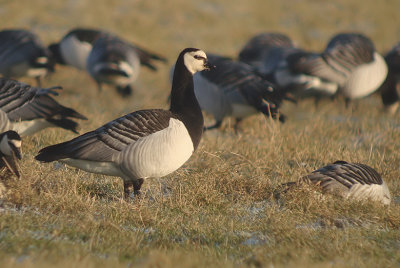 Brandgans / Barnacle Goose