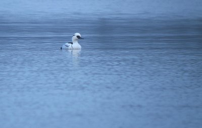 Nonnetje / Smew