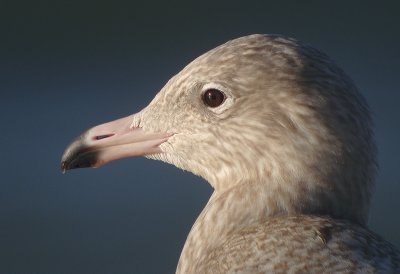 Grote burgemeester / Glaucous Gull