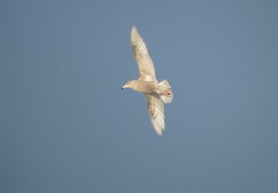 Grote burgemeester / Glaucous Gull