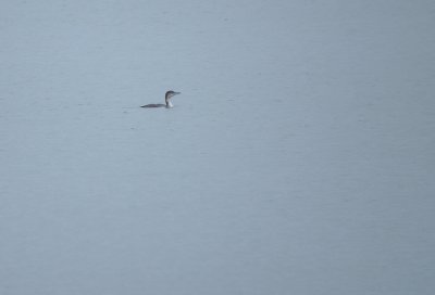 IJsduiker / Great Northern Diver