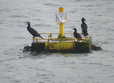Kuifaalscholver / Shag