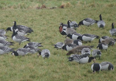 Roodhalsgans / Red-breasted Goose