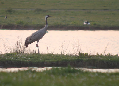 Kraanvogel / Common Crane