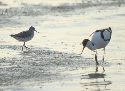 Poelruiter / Marsh Sandpiper