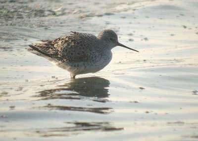 Poelruiter / Marsh Sandpiper