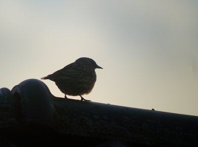 Alpenheggenmus / Alpine Accentor