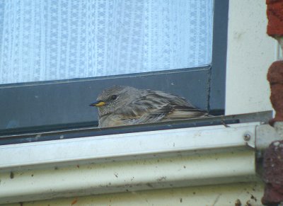 Alpenheggenmus / Alpine Accentor