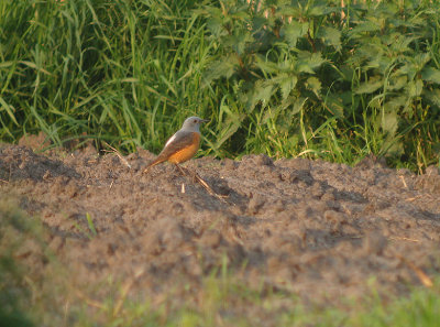 Rode rotslijster / Roufous-tailed Rock Thrush