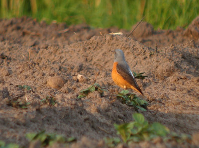 Rode rotslijster / Roufous-tailed Rock Thrush