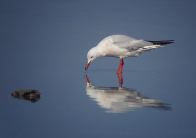 Dunbekmeeuw / Slender-billed Gull