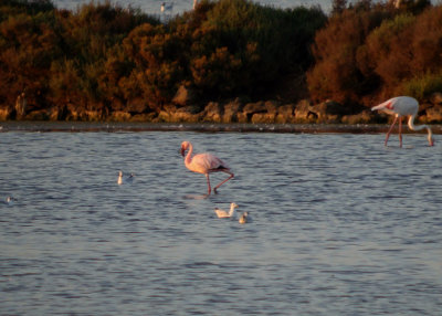 Kleine flamingo / Lesser Flamingo