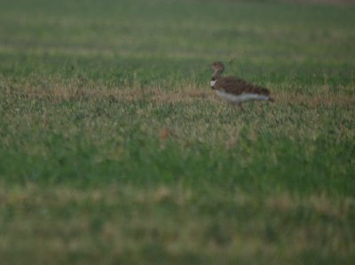 Kleine trap / Little Bustard