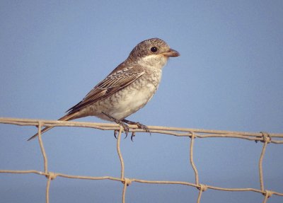 Roodkopklauwier / Woodchat Shrike