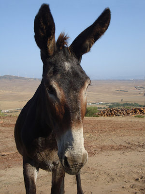 Donkey at Tarifa