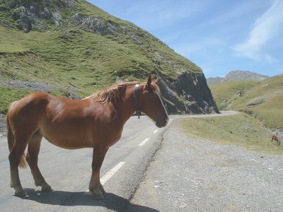 Horse in the Pyrenees