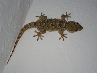 Mediterranean House Gecko