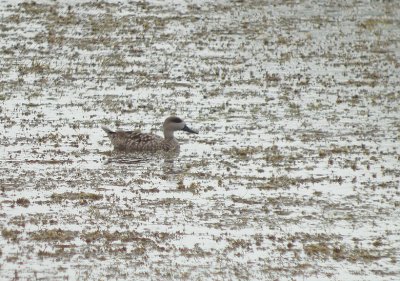 Marmereend / Marbled Duck