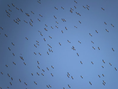 Ooievaar / White Stork