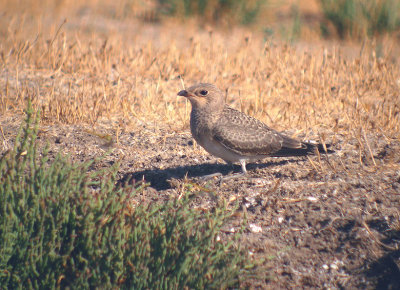 Vorkstaartplevier / Collard Pratincole